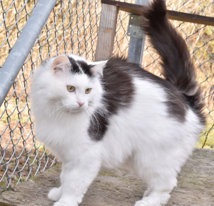 sibirisk katt Junior
