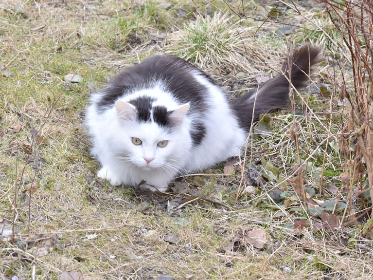 sibirisk katt Junior