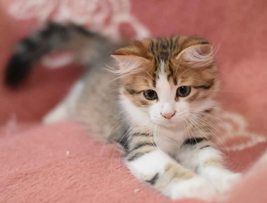 sibirisk kattunge Elara
