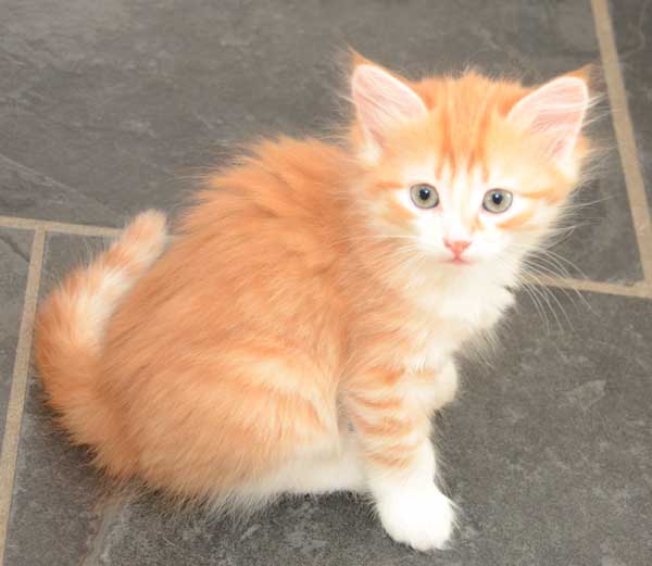 sibirisk kattunge Nimoy