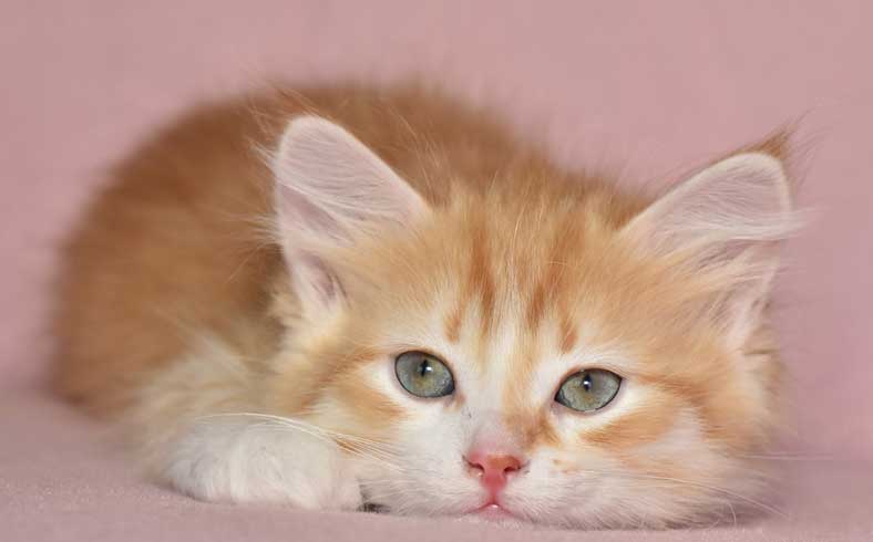 sibirisk kattunge Nimoy