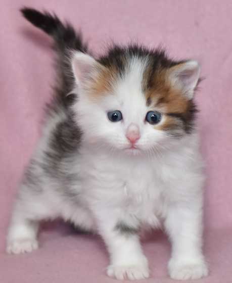 ibirisk katt Puck