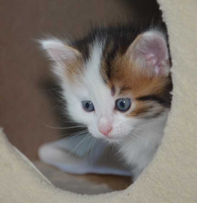 sibirisk kattunge Puck