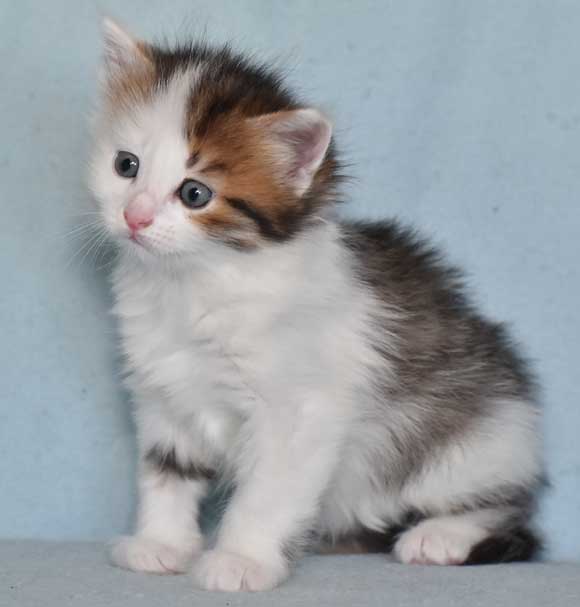 sibirisk kattunge Puck