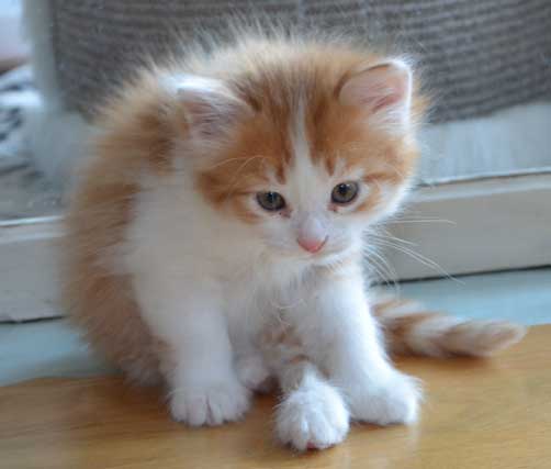 sibirisk kattunge Pollux