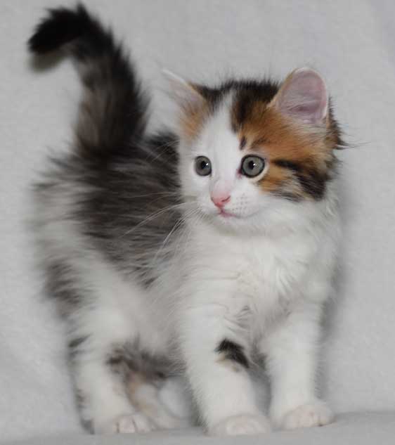 sibirisk kattunge Puck