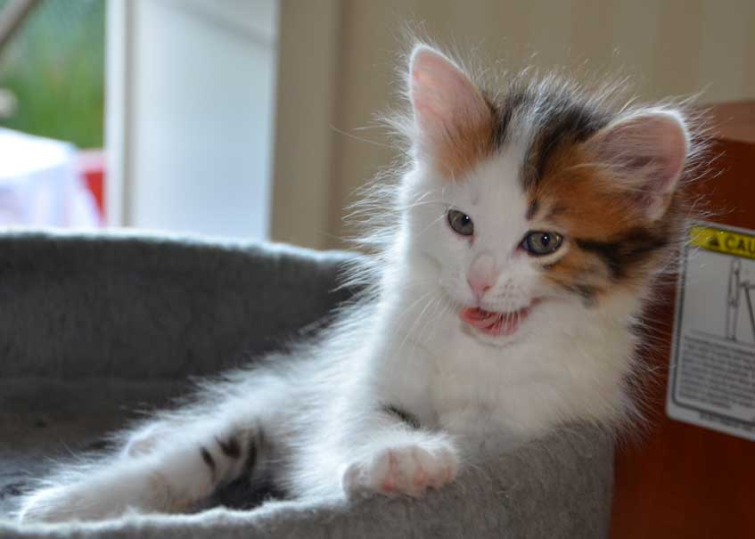 sibirisk kattunge Puck