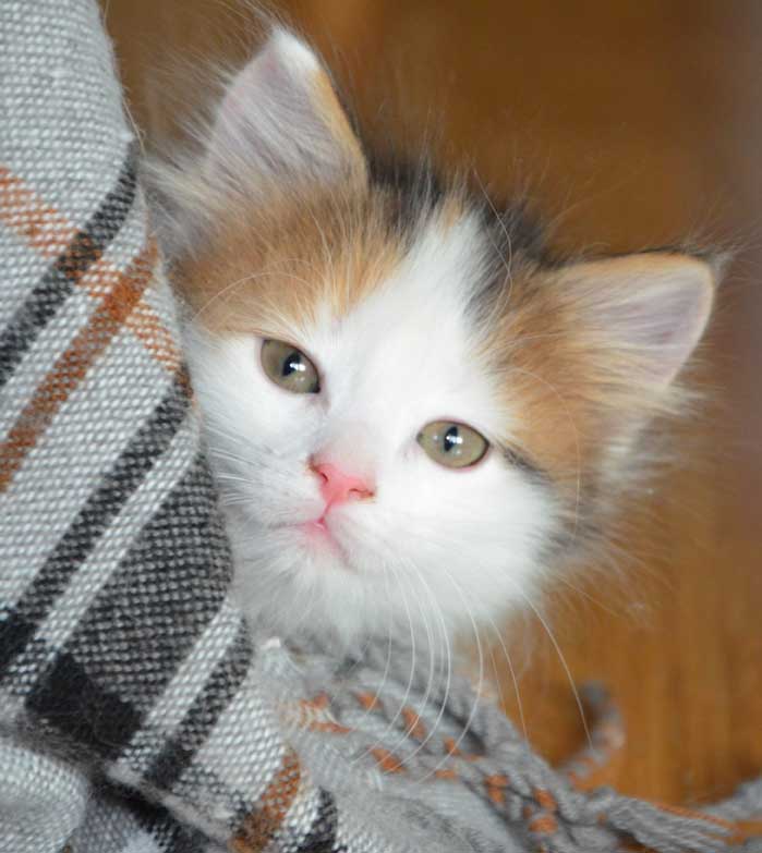 sibirisk kattunge Pandora
