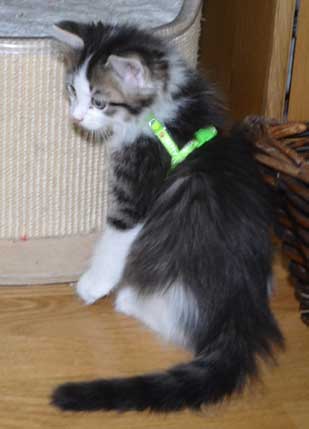 sibirisk kattunge Pluto