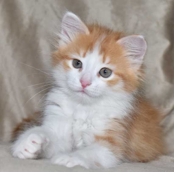 sibirisk kattunge Pollux