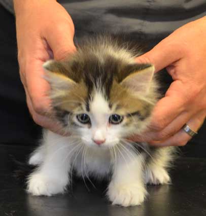 sibirisk kattunge Pluto