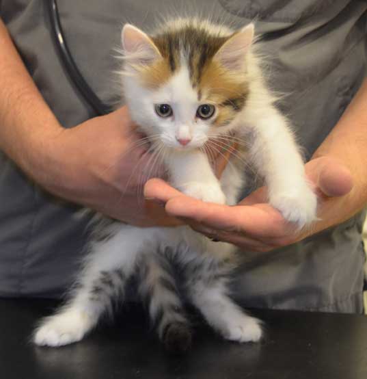 sibirisk kattunge Puck