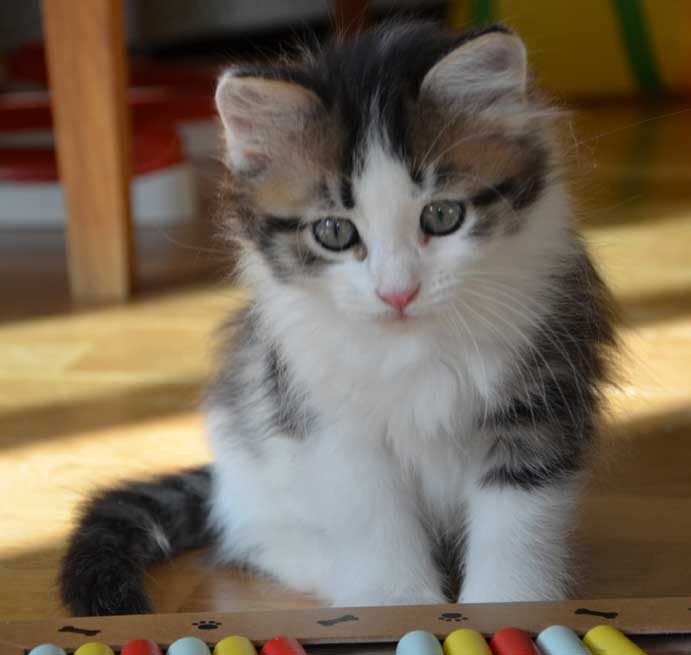 sibirisk kattunge Pluto