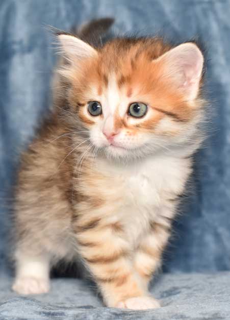 sibirisk kattunge Quadri