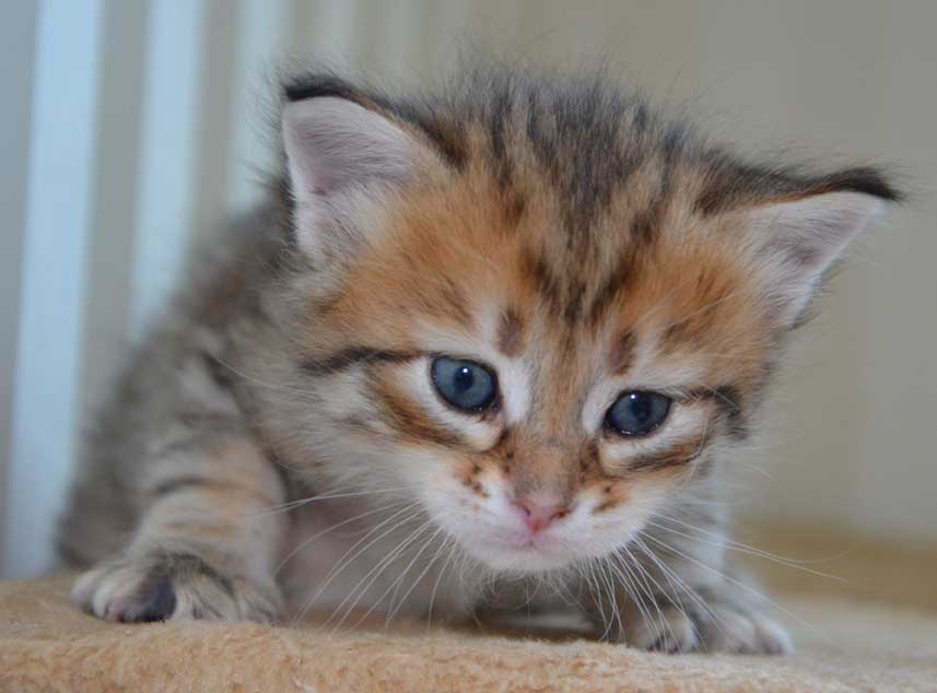 sibirisk kattunge Rocco