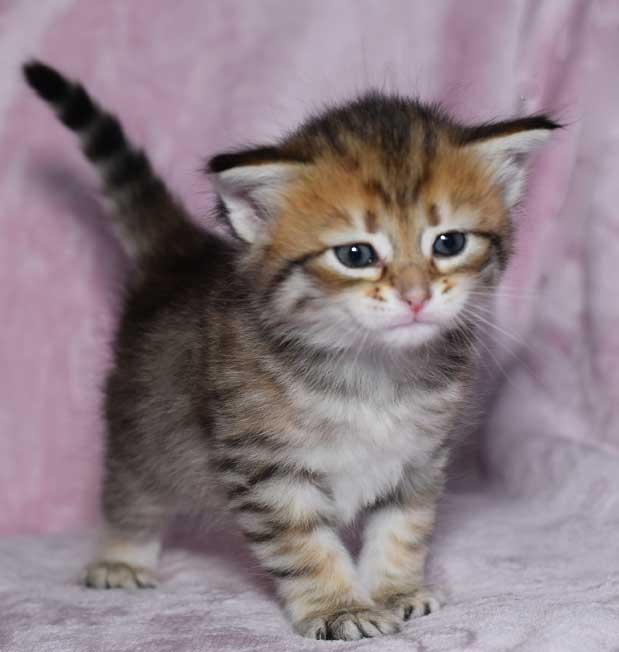 sibirisk kattunge Rocco