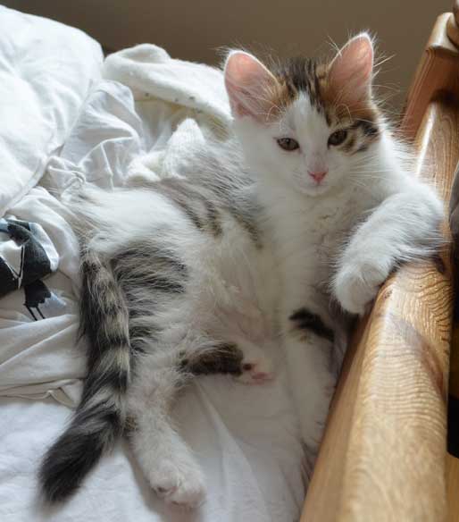 sibirisk kattunge Puck
