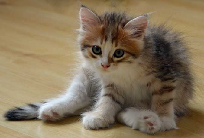 sibiriska katte Quadri