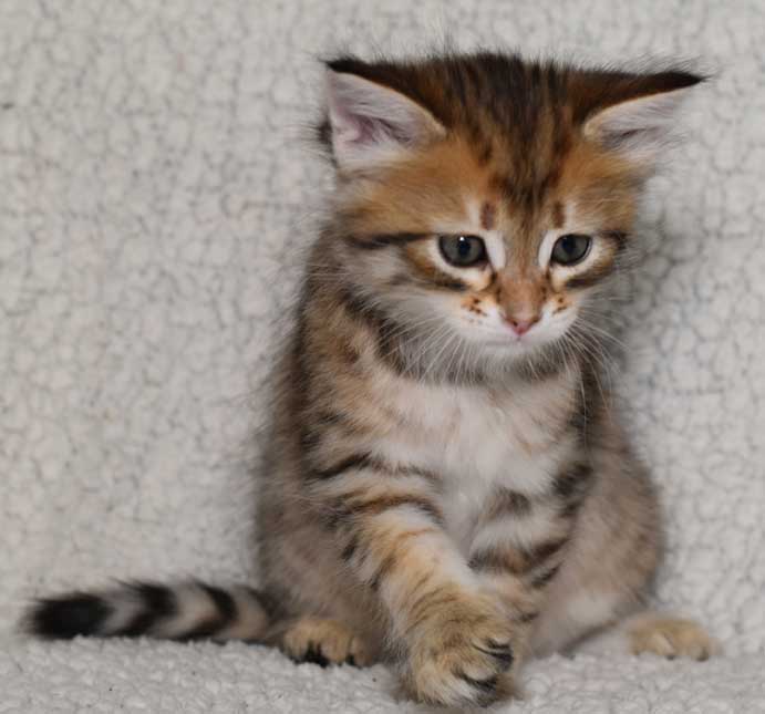 sibirisk kattunge Rocco