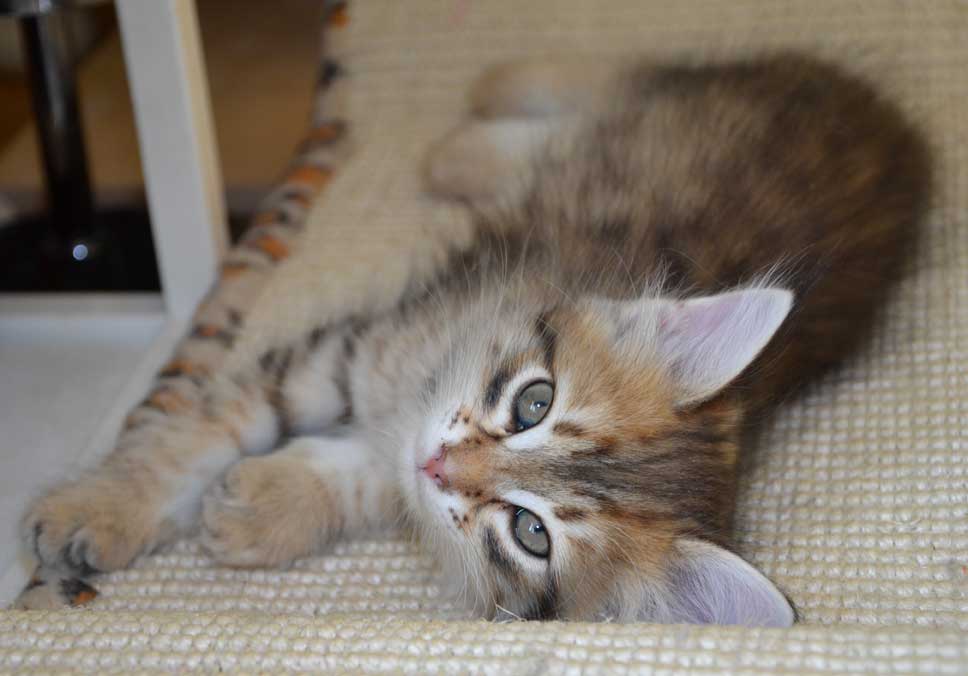 sibirisk kattunge Rocco