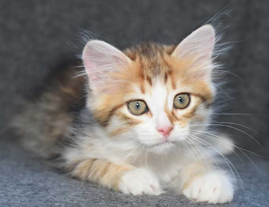 sibirisk kattunge Quadri