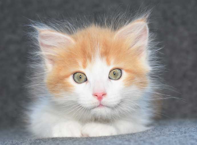 sibirisk kattunge Rost