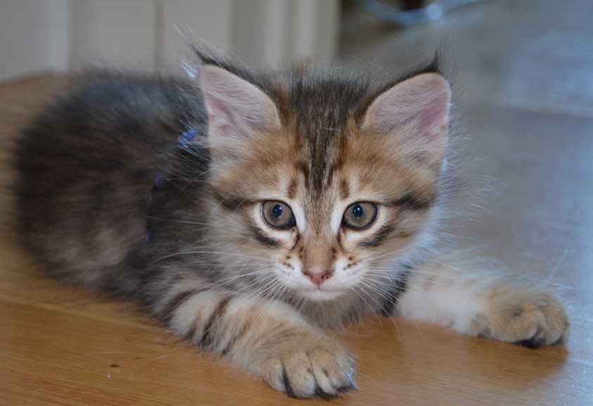 sibirisk kattunge Rocco