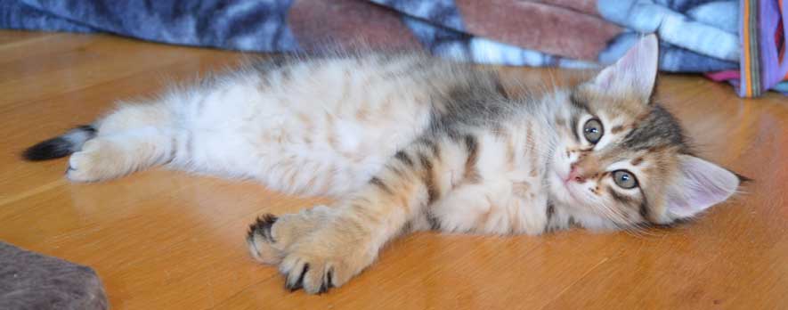 sibirisk kattunge Rocco