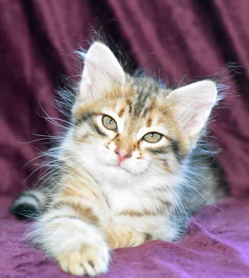 sibirisk kattunge Rocco