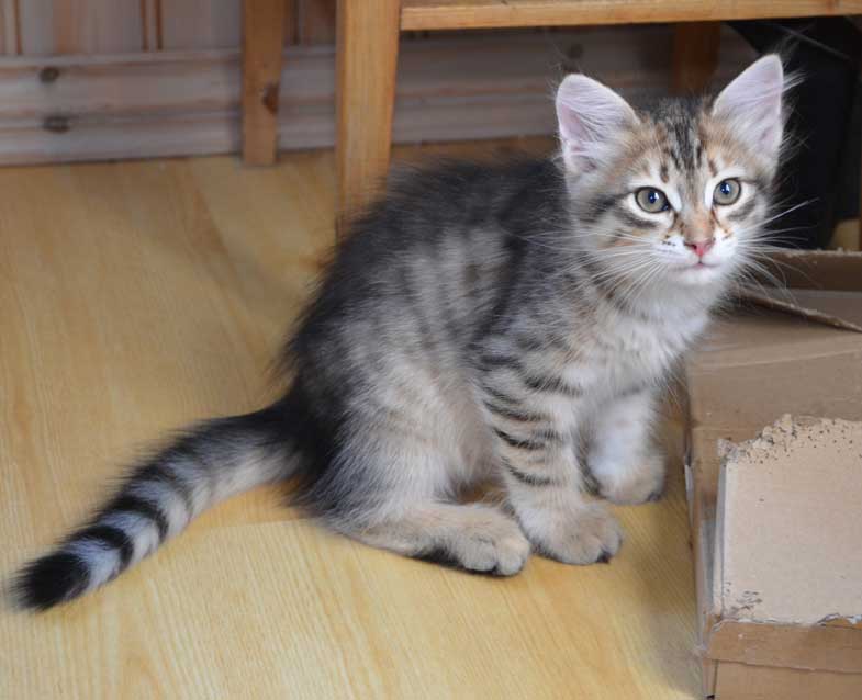 sibirisk kattunge Rocco
