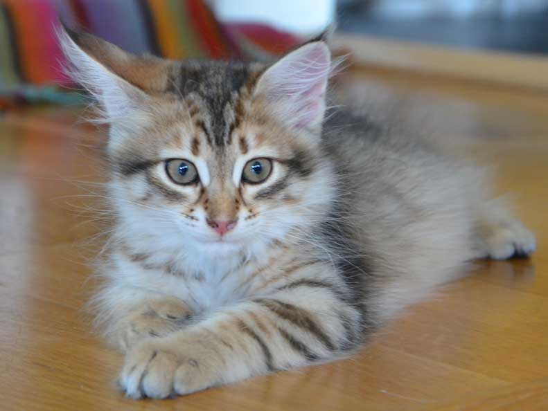 sibirisk kattunge Rocco