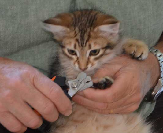 sibirisk kattunge Rost