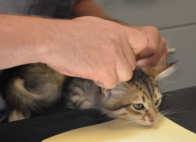 sibirisk kattunge Rocco