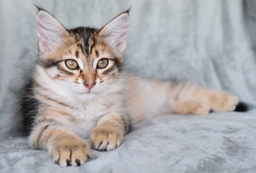 sibirisk kattunge Rocco