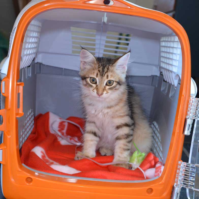 sibirisk kattunge Rocco