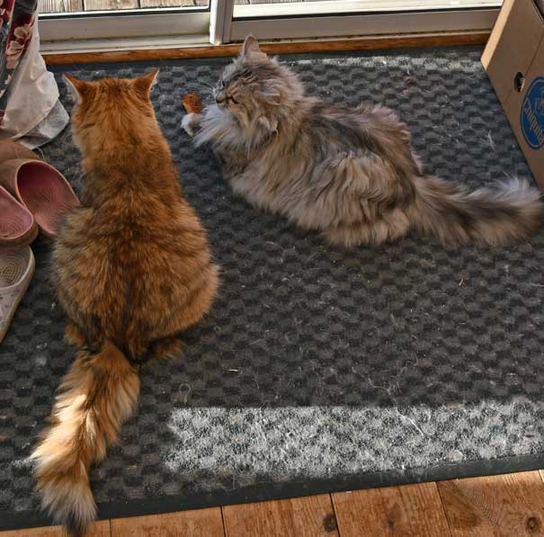 Sibiriska katter Uni och Zinnie