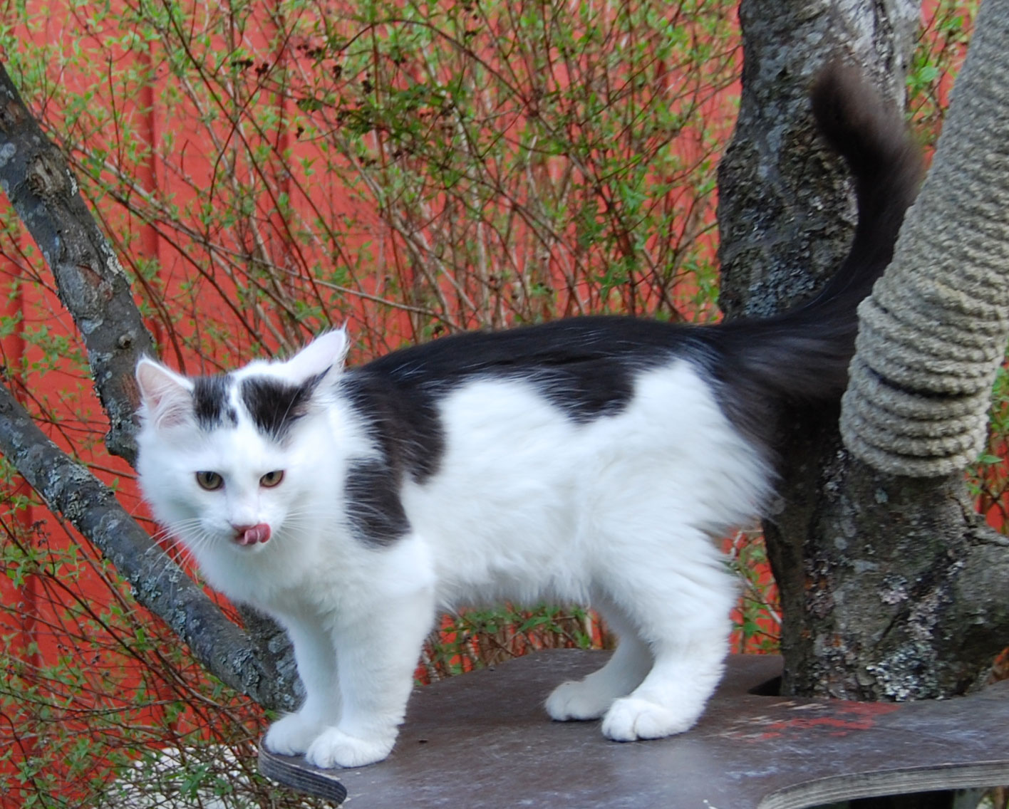 sibirisk katt