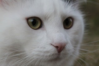 sibirisk katt