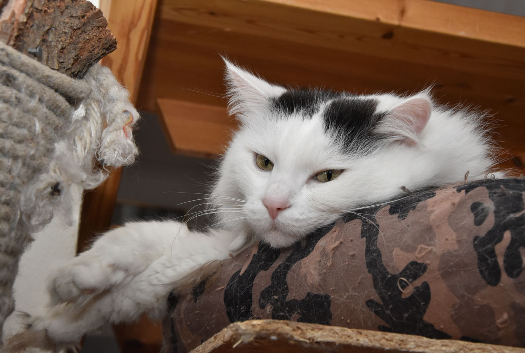 sibirisk katt Junior