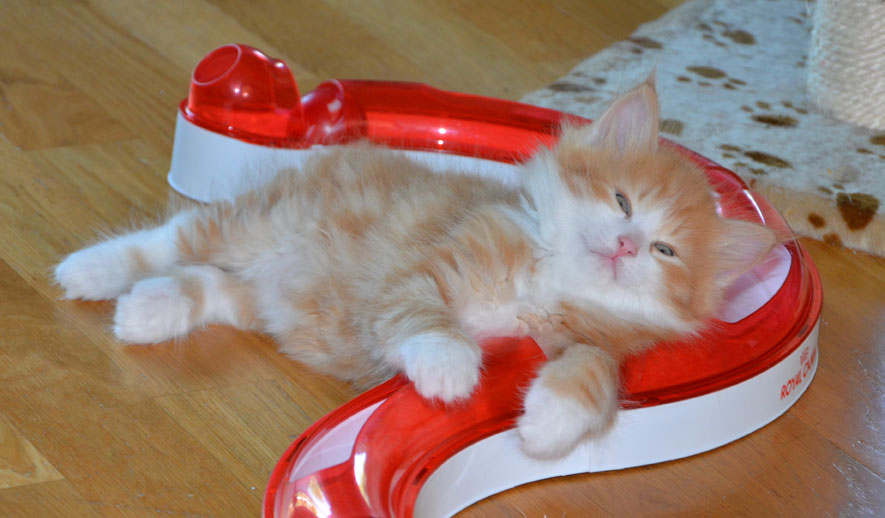 sibiriska katter Heraldes