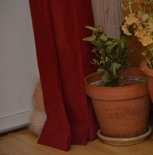 sibirisk katt Queeni
