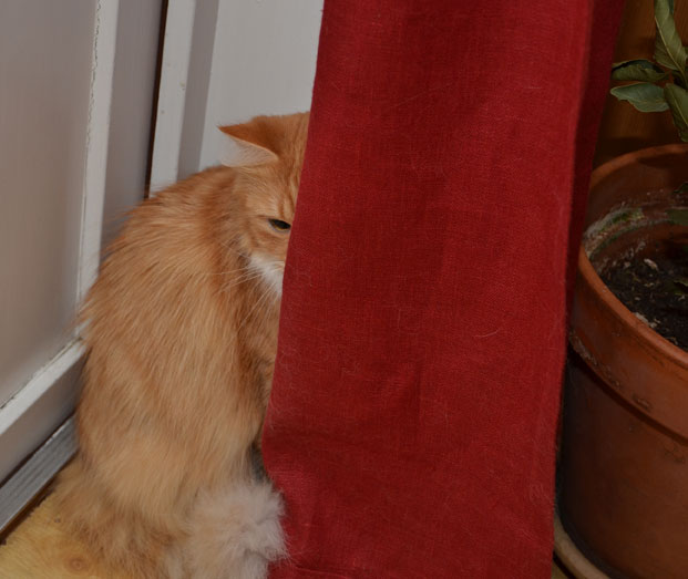 sibirisk katt Queeni