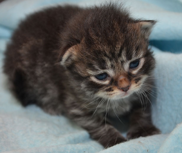 sibirisk kattunge Mantas