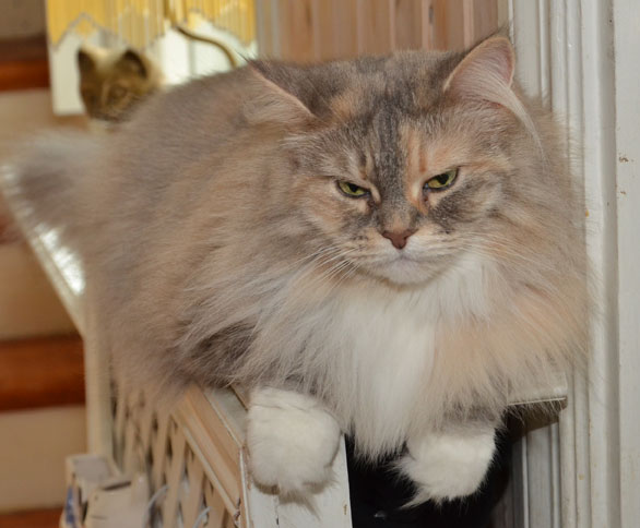 sibirisk katt Mimmi