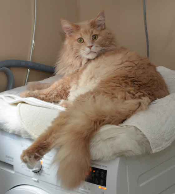 Main Coon Mulle