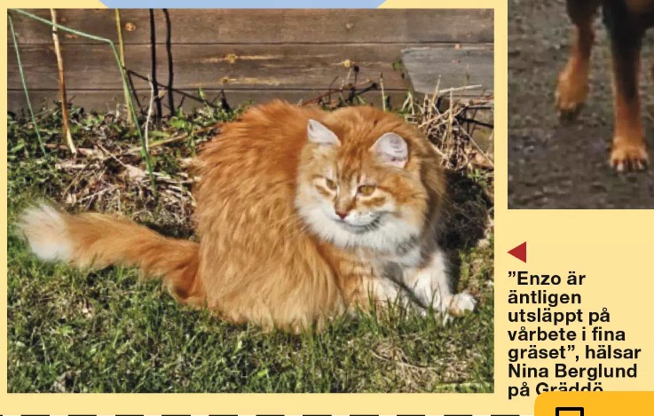 Sibirisk katt Ferrari