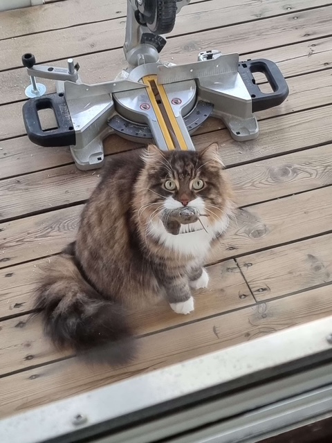 Sibirisk katt Zwicky