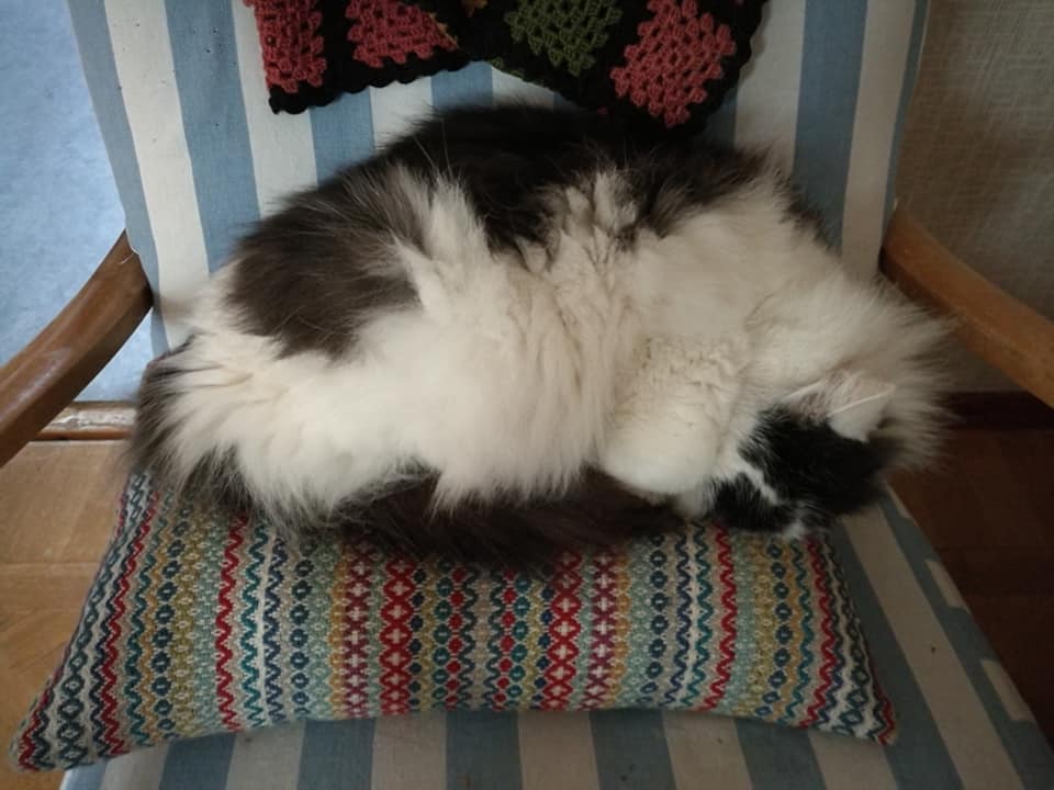 sibirisk katt Junior