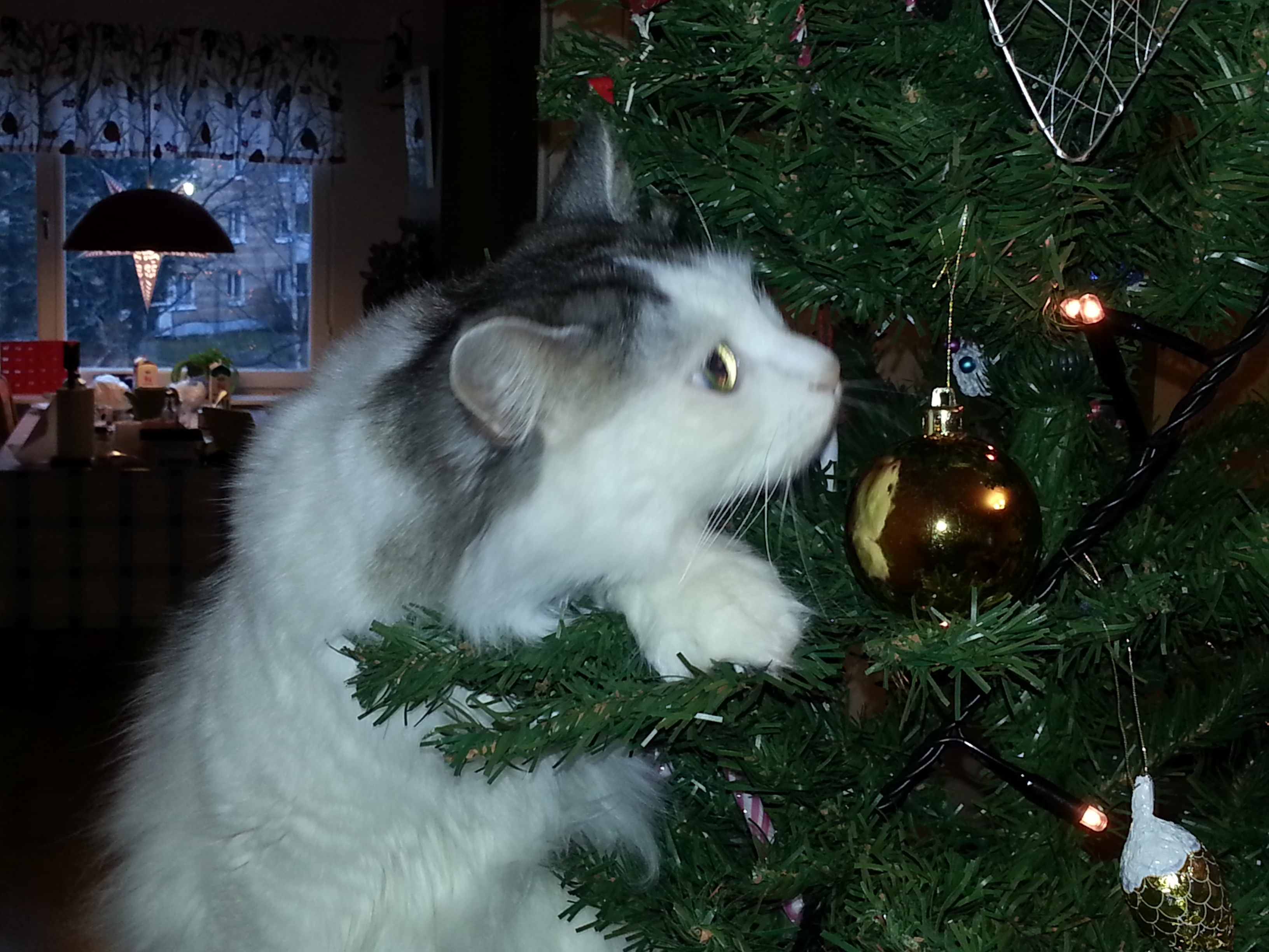 sibirisk katt Oskar