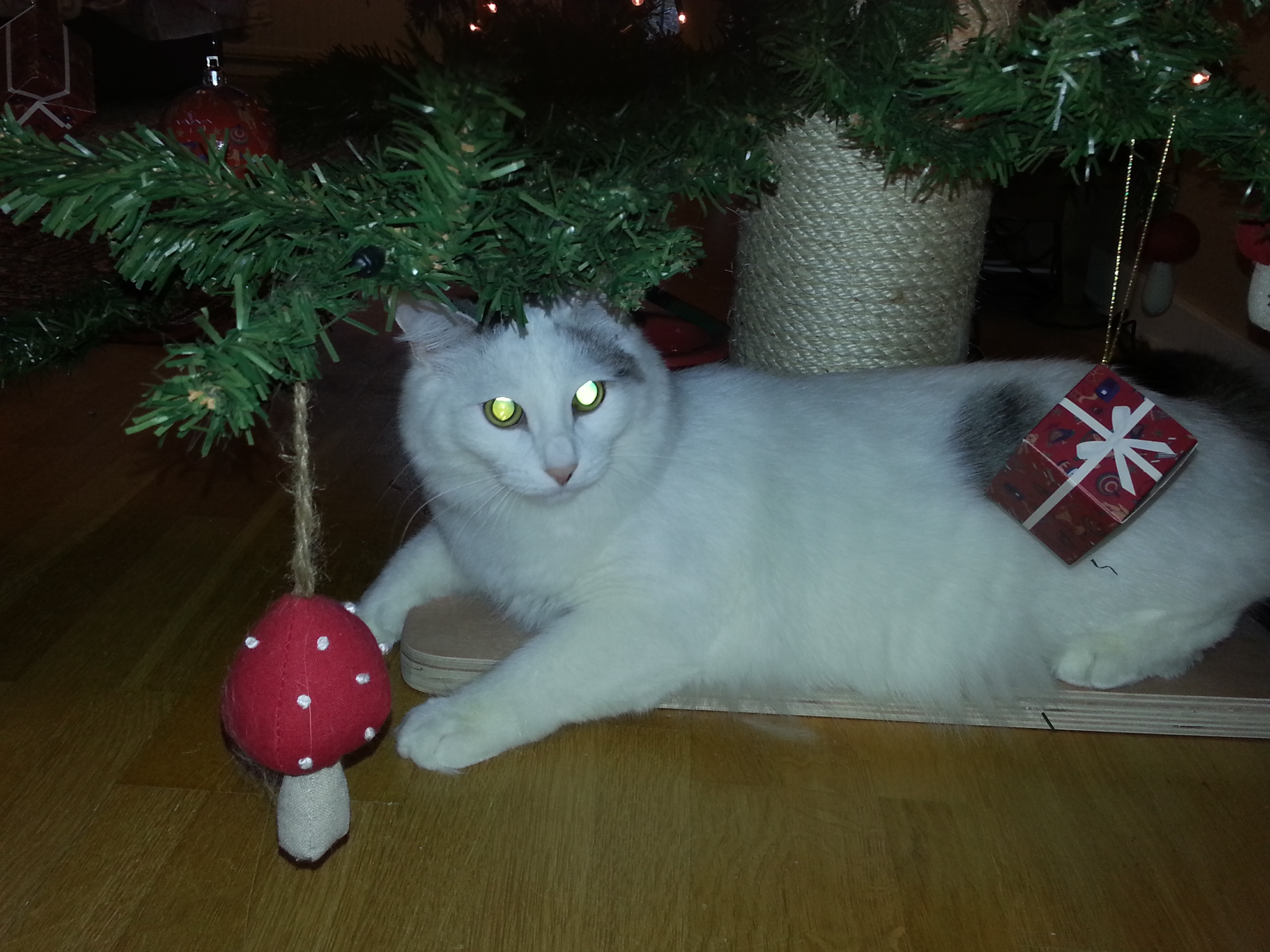 sibirisk katt Mars